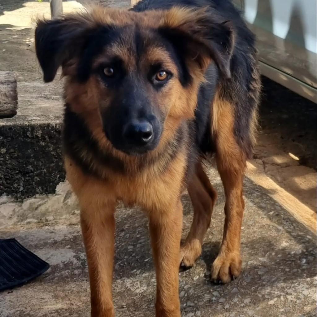 Cachorrinha, cadela de porte médio para adoção em Nova Resende - MG