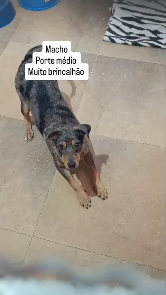 Ravi, cachorro de porte médio para adoção em Pirajuí - SP