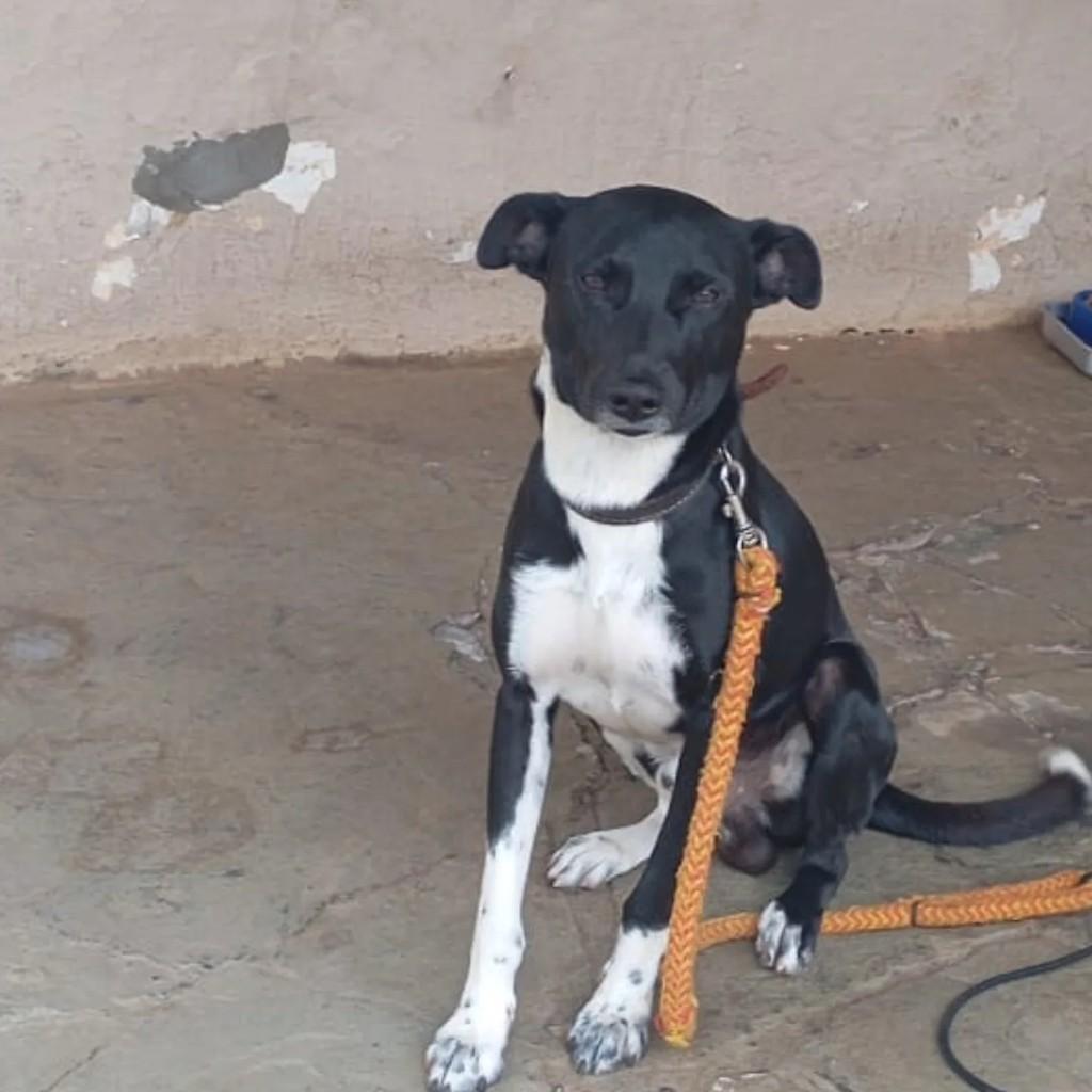 Volt, cachorro de porte médio para adoção em Pirajuí - SP