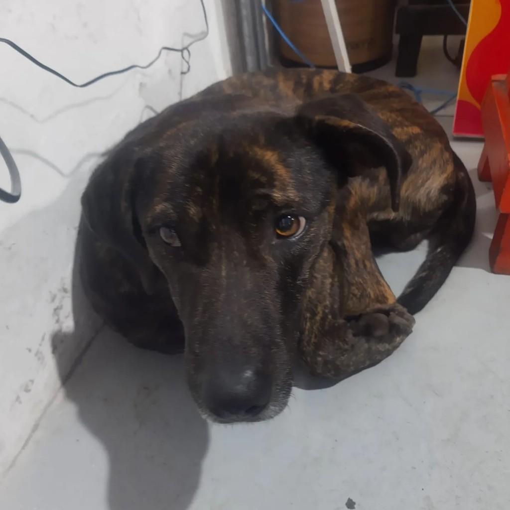 Zeus, cachorro de porte grande para adoção em Pirajuí - SP