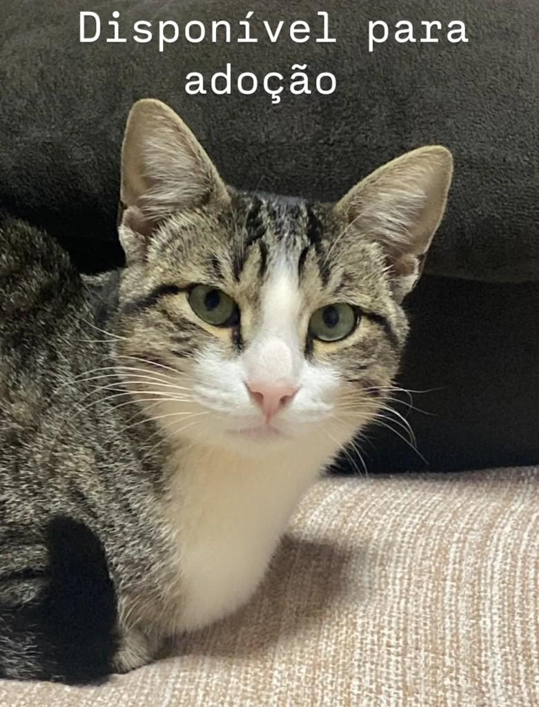 Odin, gato para adoção em Pirajuí - SP