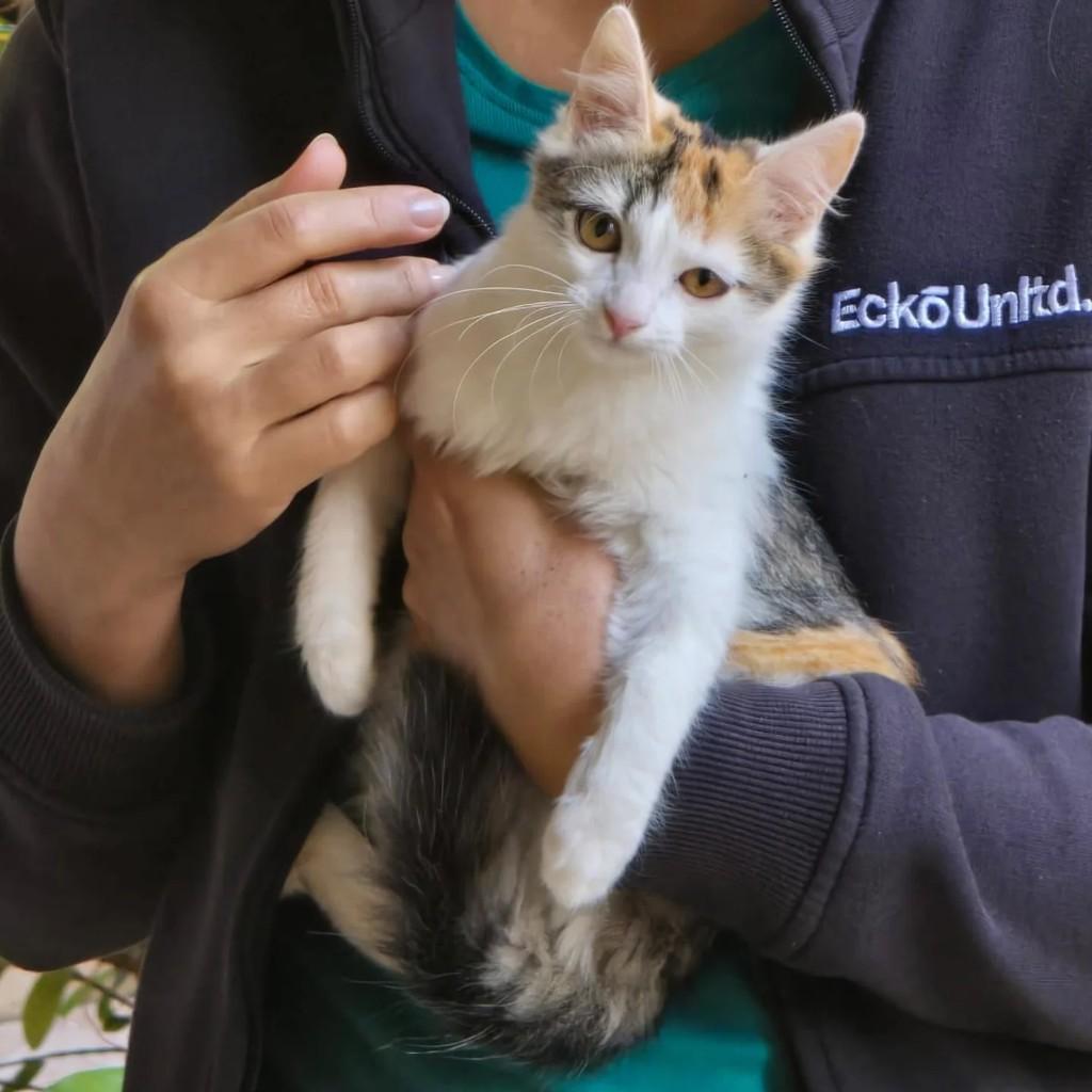 Tricolor, gato de porte pequeno para adoção em Pirajuí - SP