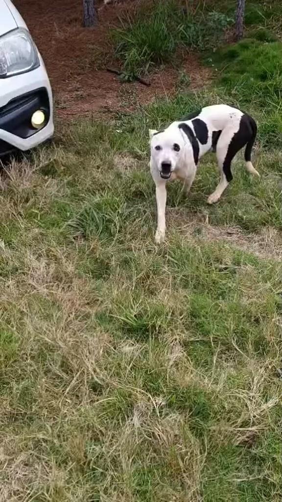 Tejupá, cachorro de porte grande para adoção em Pirajuí - SP