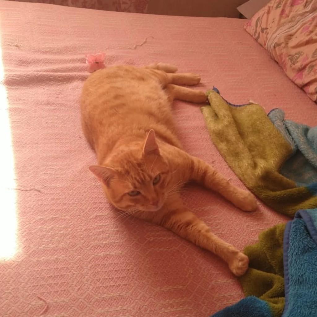 Paçoca, gato de porte médio para adoção em Piraju - SP