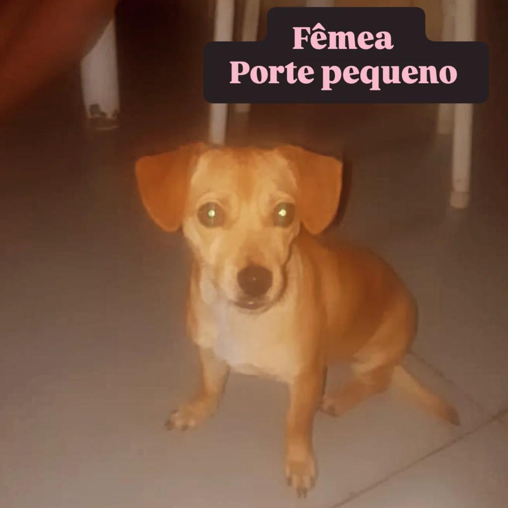 Mel, cadela de porte pequeno para adoção em Pirajuí - SP