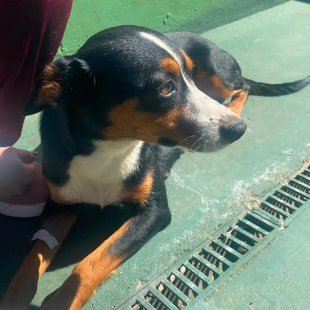 Mocinha, cadela de porte pequeno para adoção em Pirajuí - SP