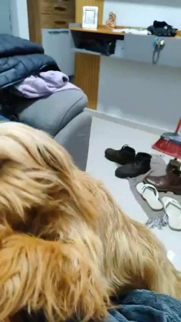 Cachorra, cadela de porte médio para adoção em Pirajuí - SP