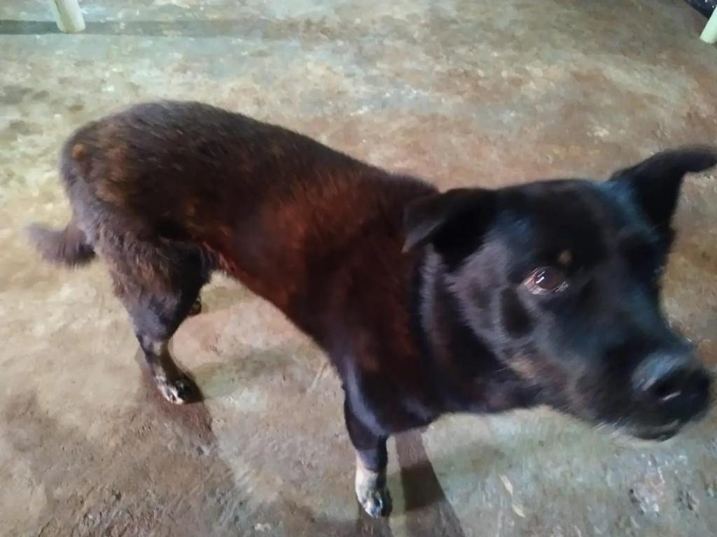 Ralf, cachorro de porte médio para adoção em Pirajuí - SP