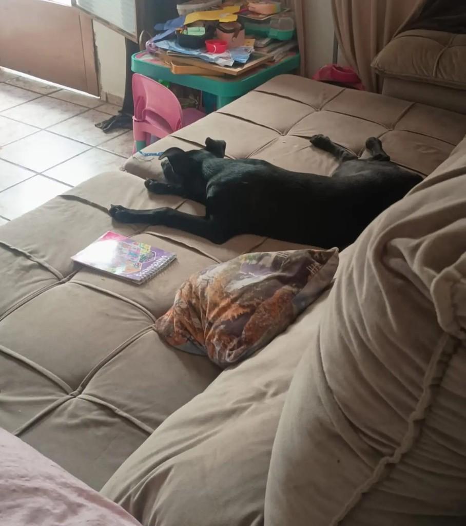 Vick, cadela de porte médio para adoção em Pirajuí - SP