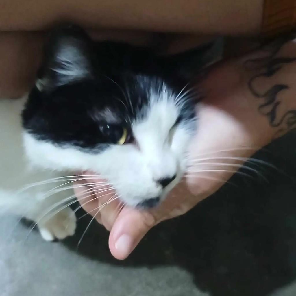 Frajola, gato de porte pequeno para adoção em Pirajuí - SP