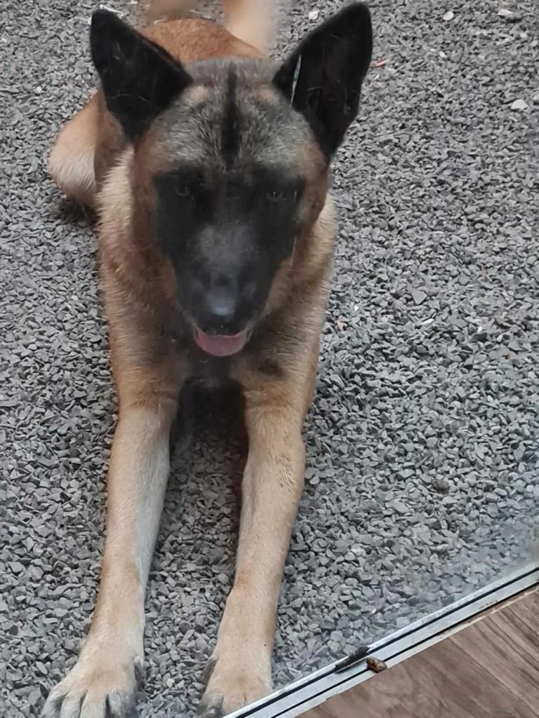 Kalel, cachorro de porte grande para adoção em Pirajuí - SP