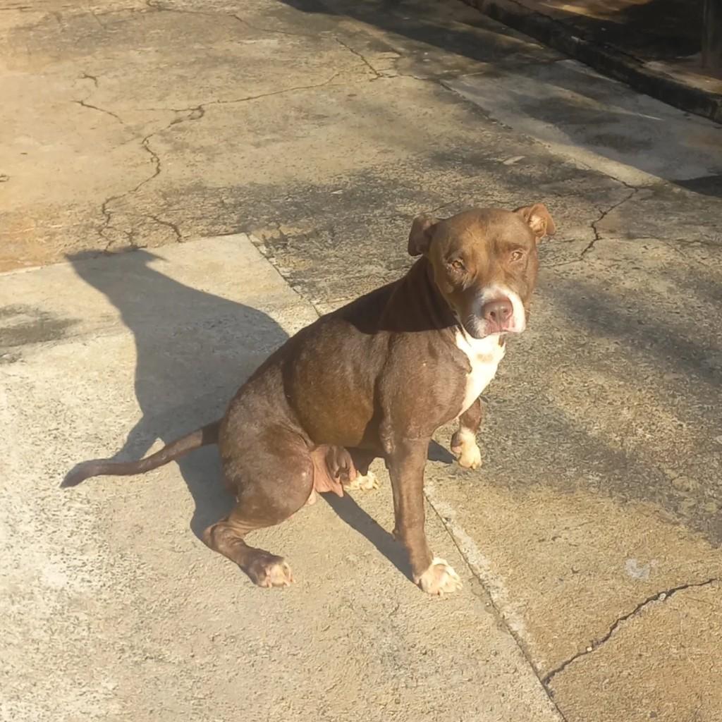 Pitbull fêmea, cadela de porte médio para adoção em Paraíso - SP