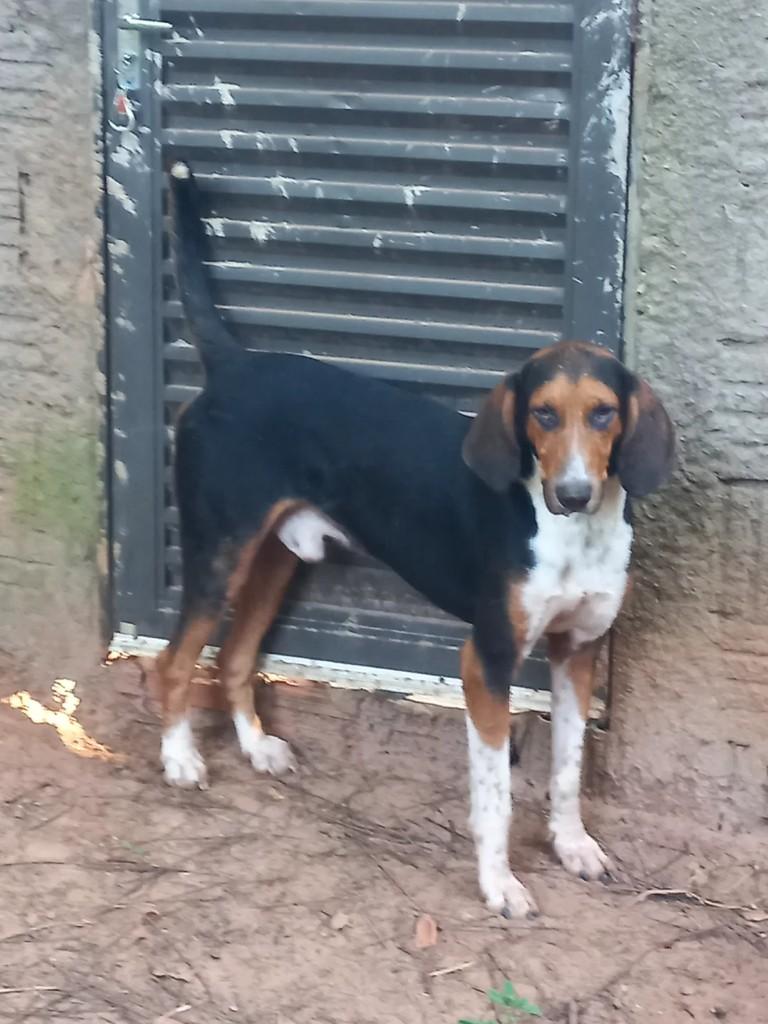 Americano, cachorro de porte grande para adoção em Paraíso - SP