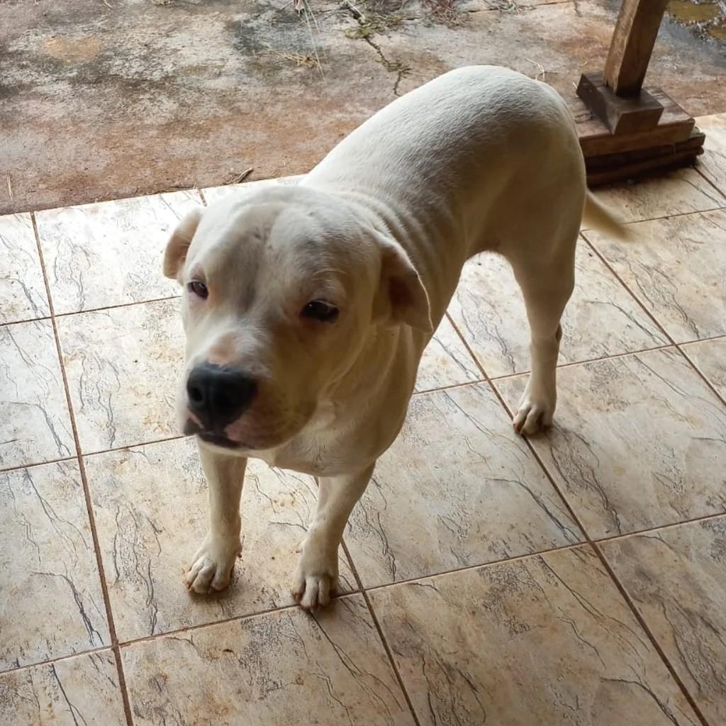 Dogo Argentino, cachorro de porte médio para adoção em Paraíso - SP