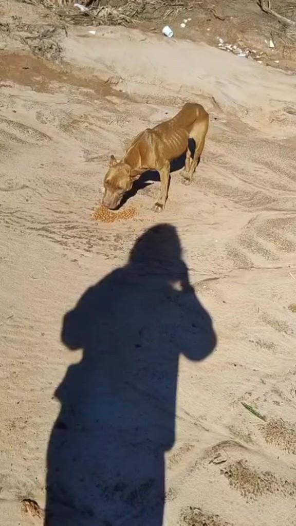 Alguém, cadela de porte pequeno para adoção em Paraíso - SP