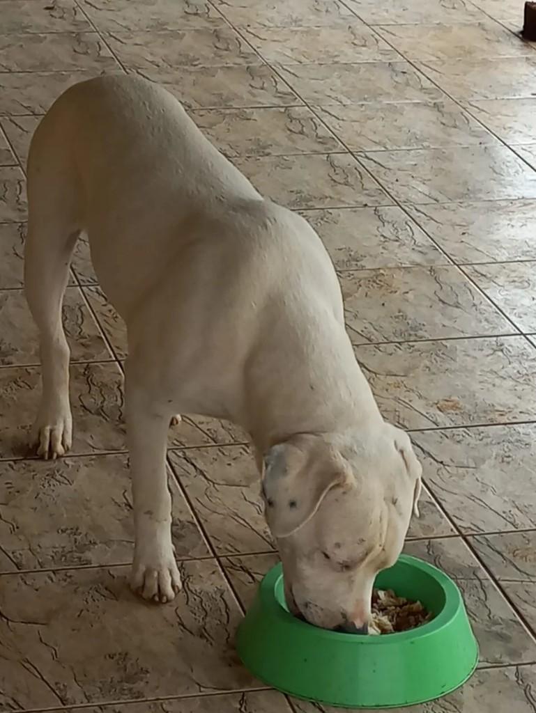 Snow, cachorro de porte grande para adoção em Paraíso - SP