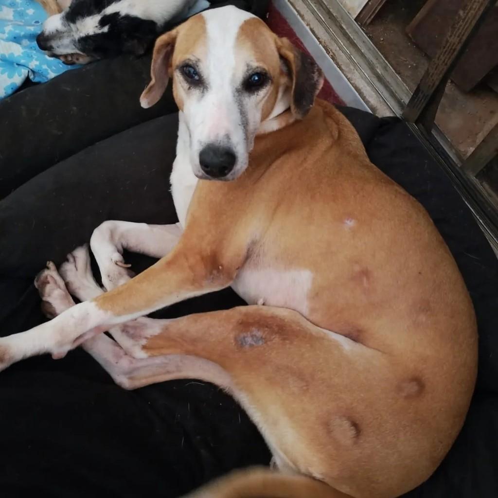 Luci, cadela de porte médio para adoção em Paraíso - SP