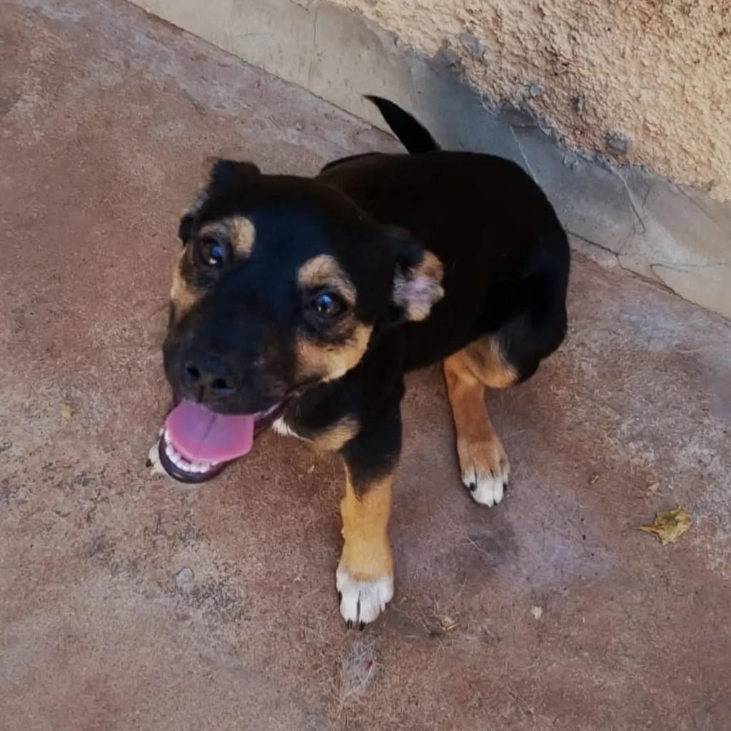 Linda, cadela de porte pequeno para adoção em Paraíso - SP