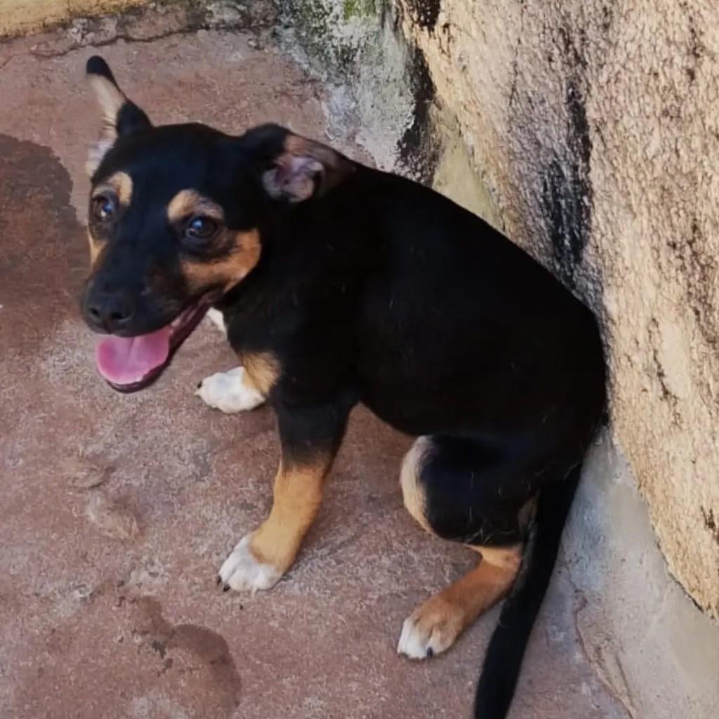 Linda, cadela de porte pequeno para adoção em Paraíso - SP — foto 2 de 2