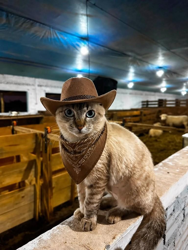 Boiadeira, gata de porte pequeno para adoção em Rondon - PR