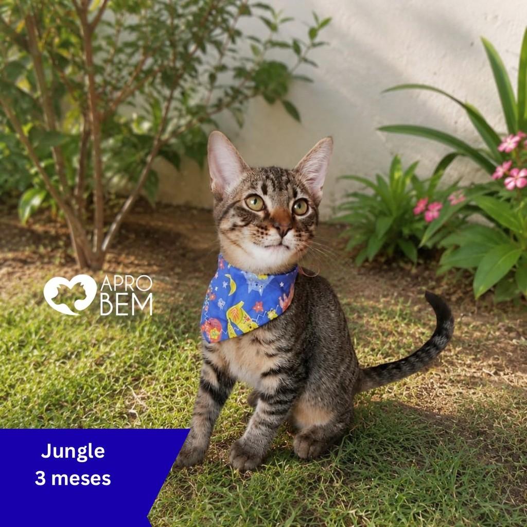 Jungle, gato de porte pequeno para adoção em Governador Valadares - MG