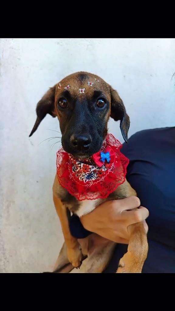 Gracinha, cachorro de porte médio para adoção em Governador Valadares - MG