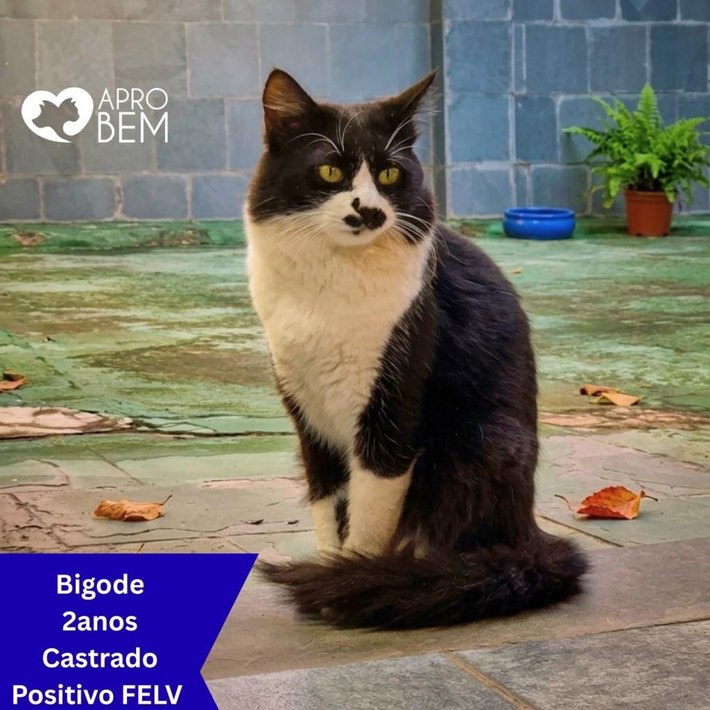 Bigode, gato de porte médio para adoção em Governador Valadares - MG