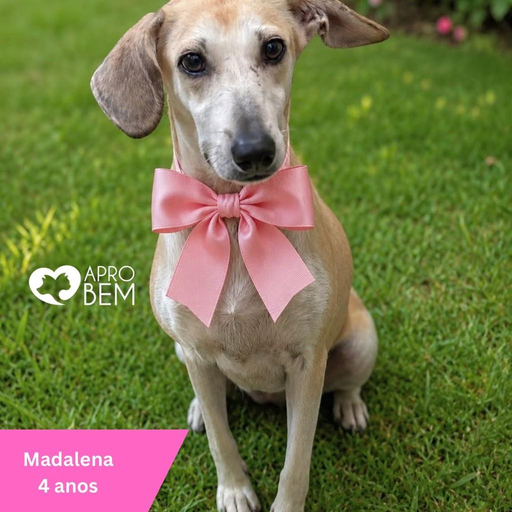 Madalena, cachorro de porte médio para adoção em Governador Valadares - MG