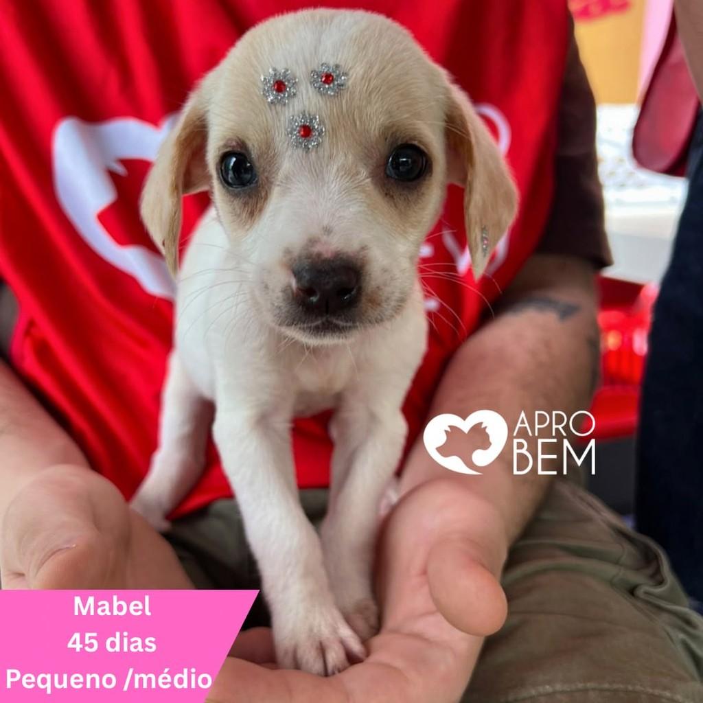 Mabel, cachorro de porte pequeno para adoção em Governador Valadares - MG