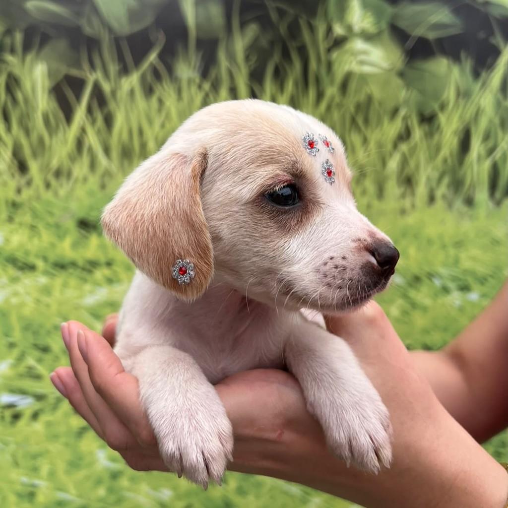 Mabel, cachorro de porte pequeno para adoção em Governador Valadares - MG — foto 2 de 5