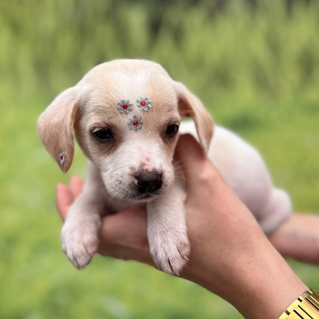 Mabel, cachorro de porte pequeno para adoção em Governador Valadares - MG — foto 3 de 5