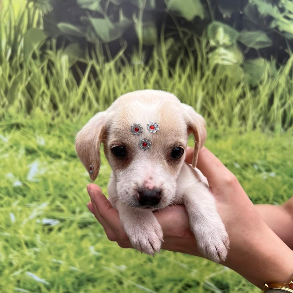 Mabel, cachorro de porte pequeno para adoção em Governador Valadares - MG — foto 4 de 5