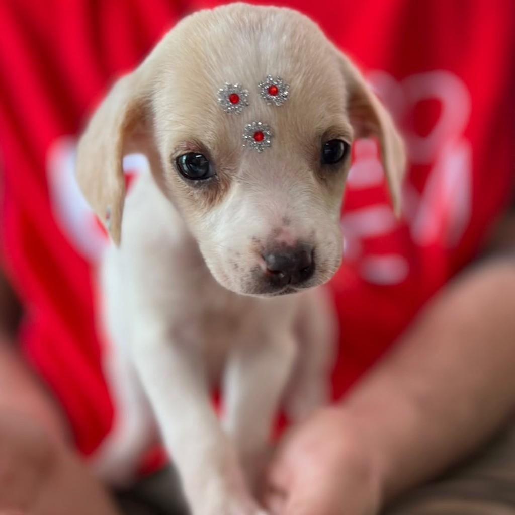 Mabel, cachorro de porte pequeno para adoção em Governador Valadares - MG — foto 5 de 5