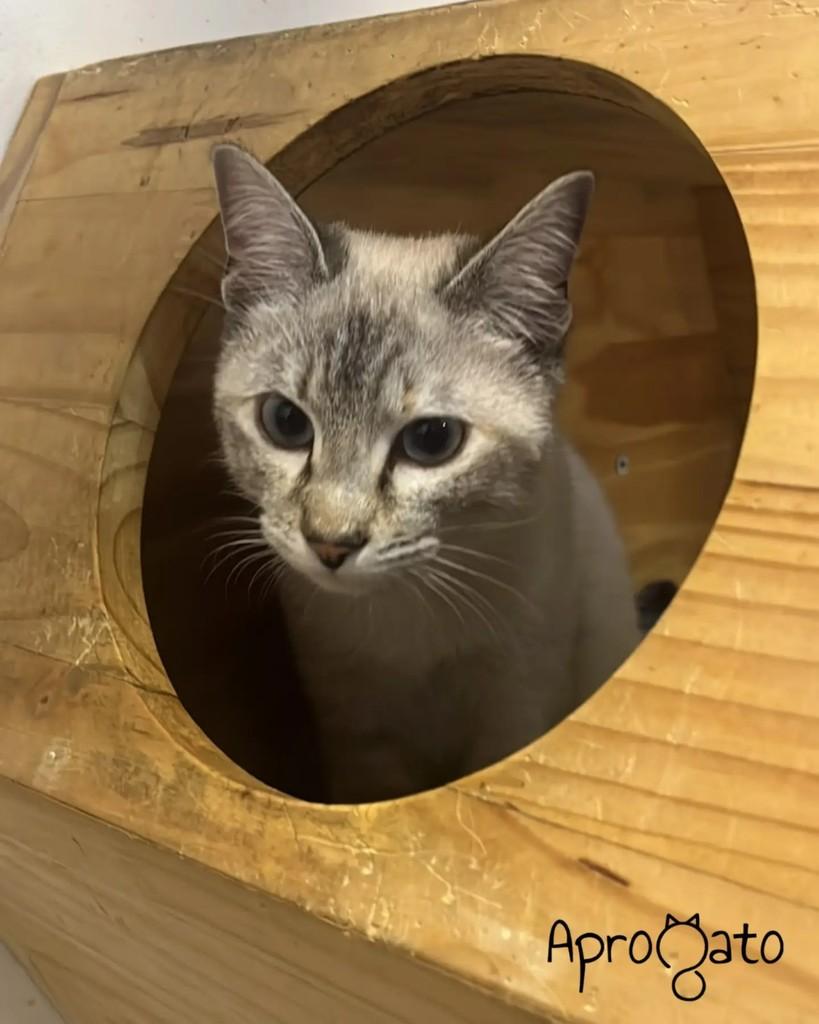 Maria Alice, gato de porte pequeno para adoção em São Paulo - SP