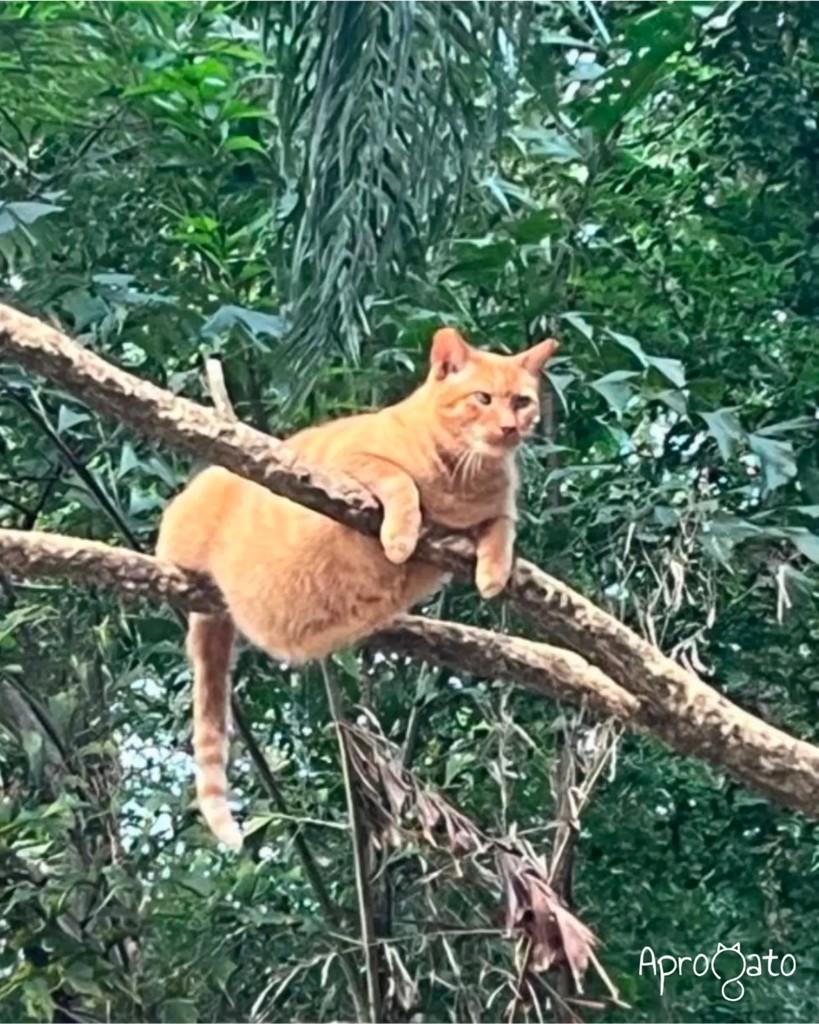 Romeu, gato de porte médio para adoção em São Paulo - SP