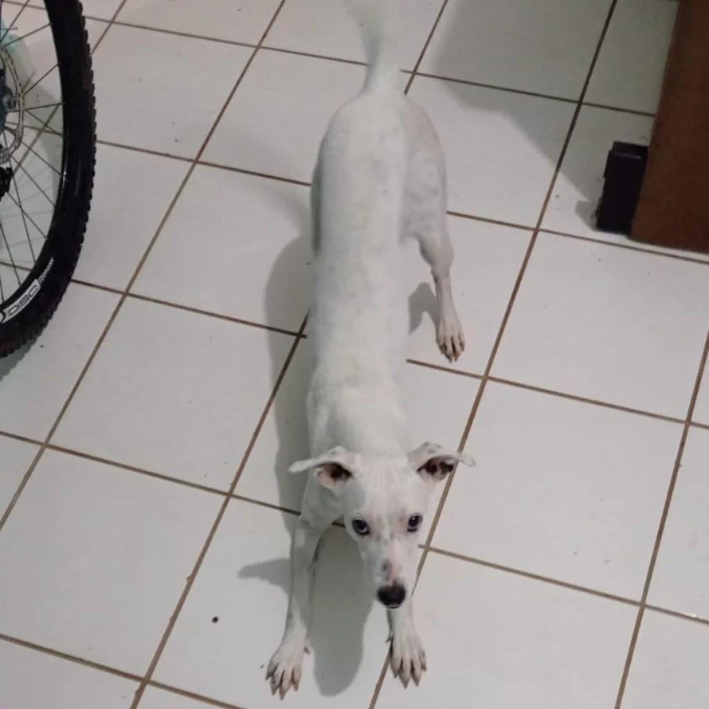 Branquinha, cachorro de porte pequeno para adoção em Jequié - BA