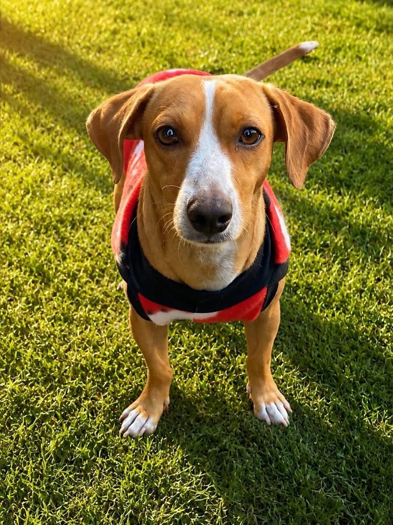 Alegria, cachorro de porte pequeno para adoção em São José do Rio Preto - SP