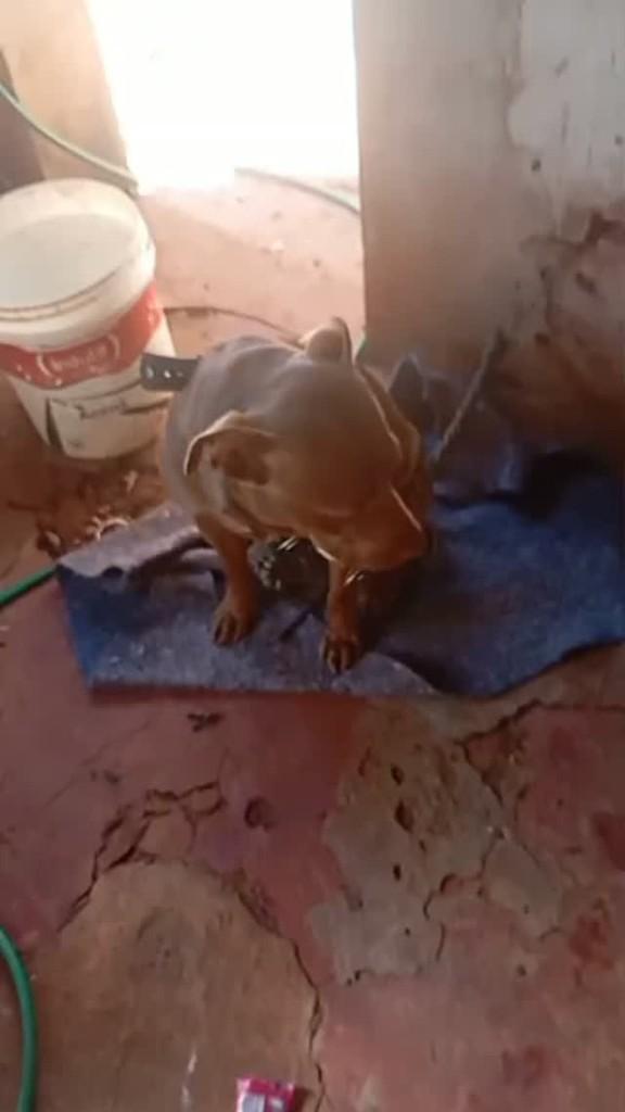 Pit Bull fêmea, cadela de porte pequeno para adoção em Monte Alegre de Minas - MG