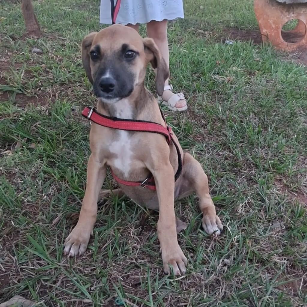 Cachorrinha, cadela de porte pequeno para adoção em Monte Alegre de Minas - MG