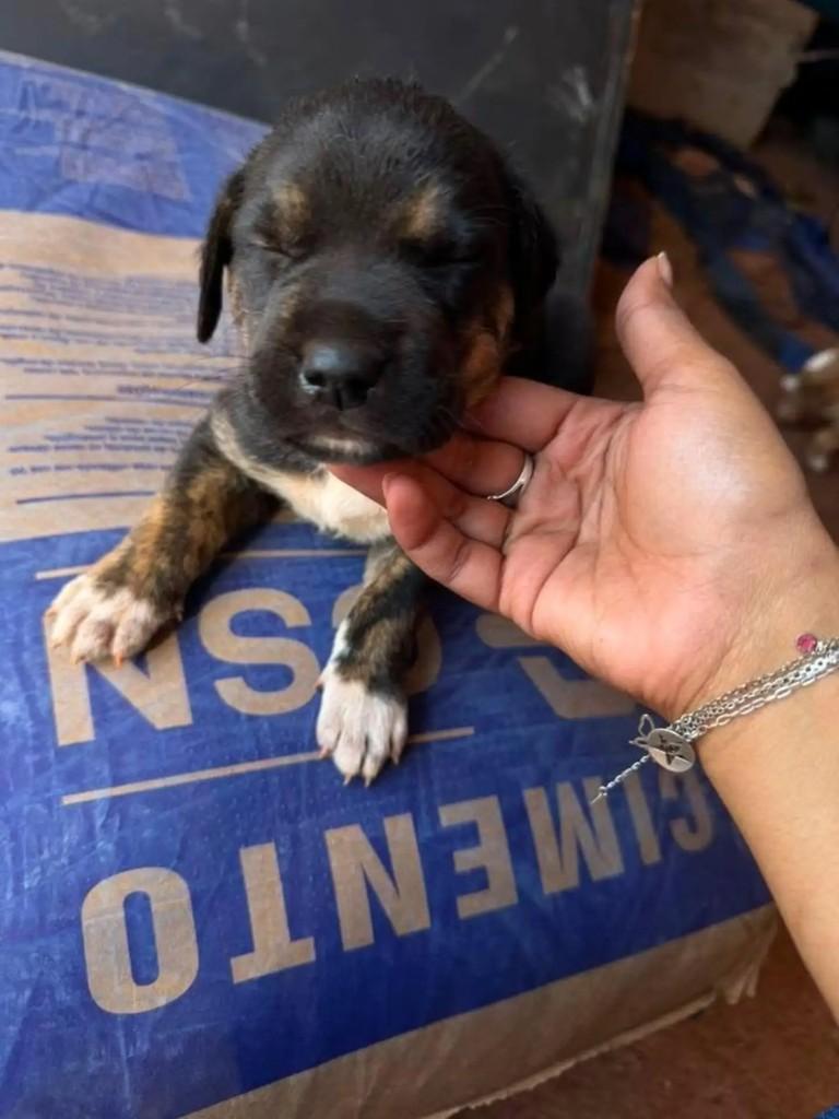 Ela, cachorro de porte pequeno para adoção em Monte Alegre de Minas - MG