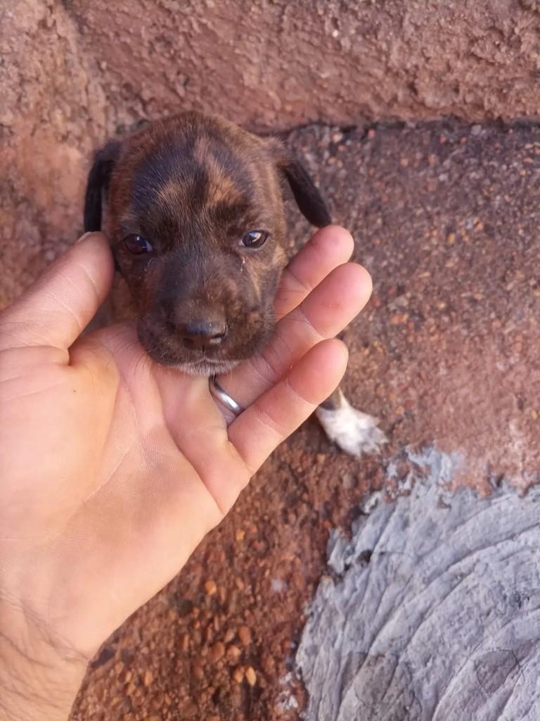 Filhotinha, cachorro de porte pequeno para adoção em Monte Alegre de Minas - MG