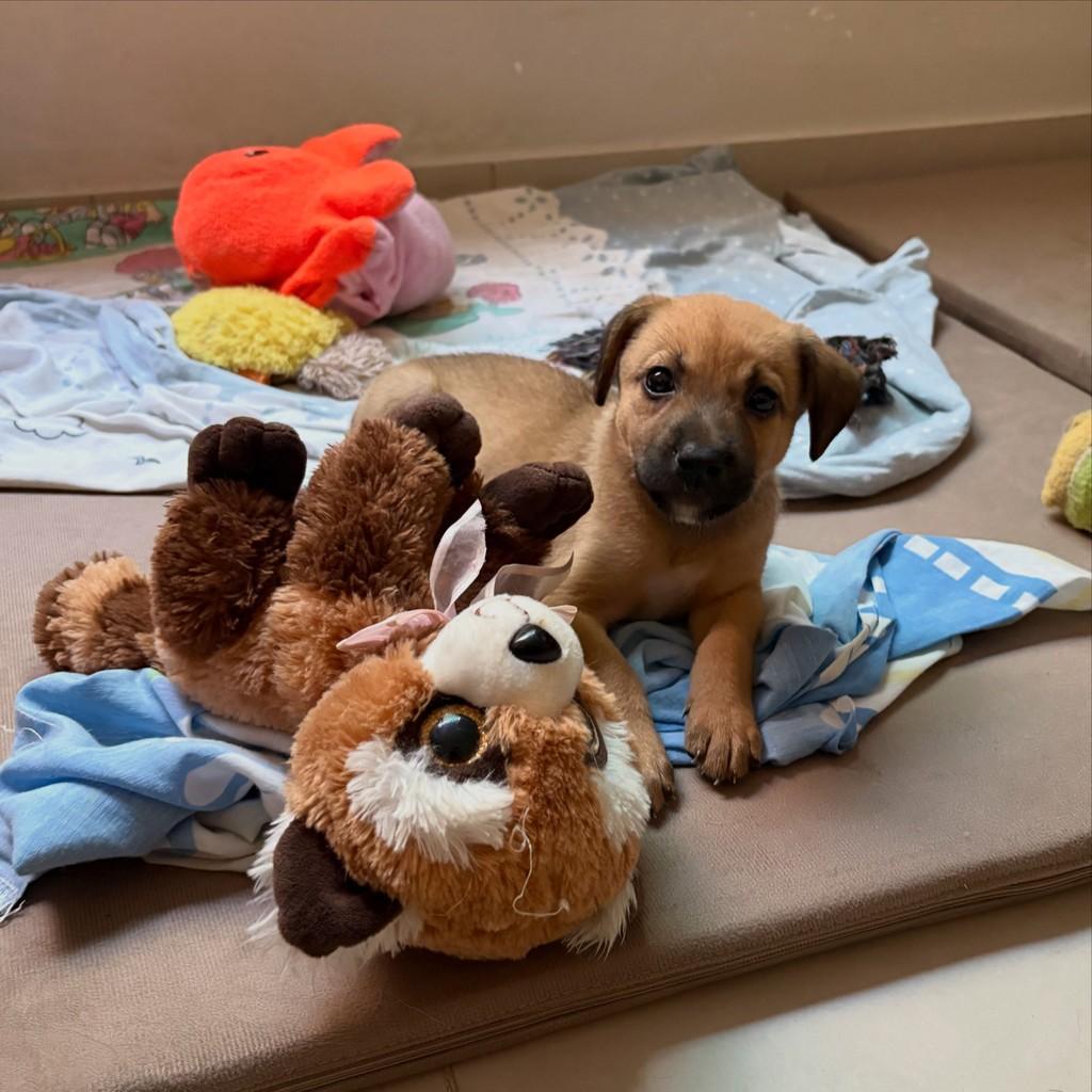Zara, cachorro de porte médio para adoção em Itabaiana - SE