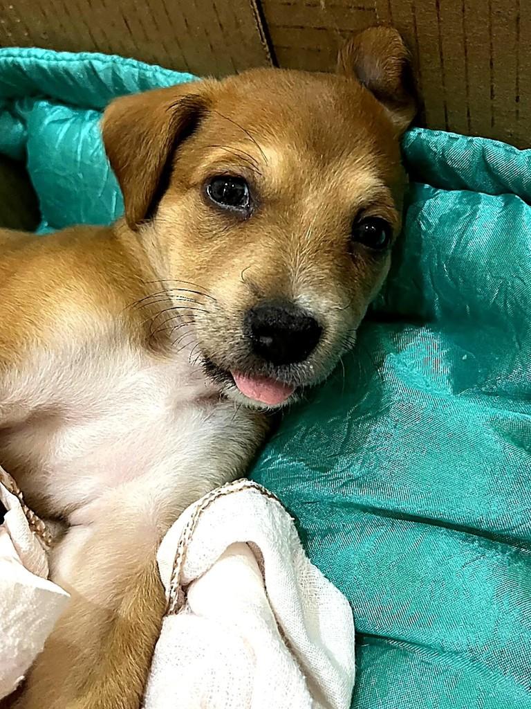 Bibi, cachorro de porte pequeno para adoção em Vitória da Conquista - BA