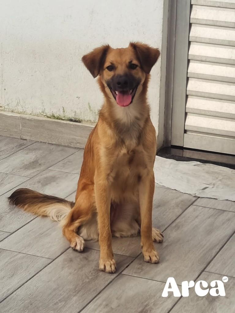 Raposinha, cadela de porte pequeno para adoção em Vitória da Conquista - BA