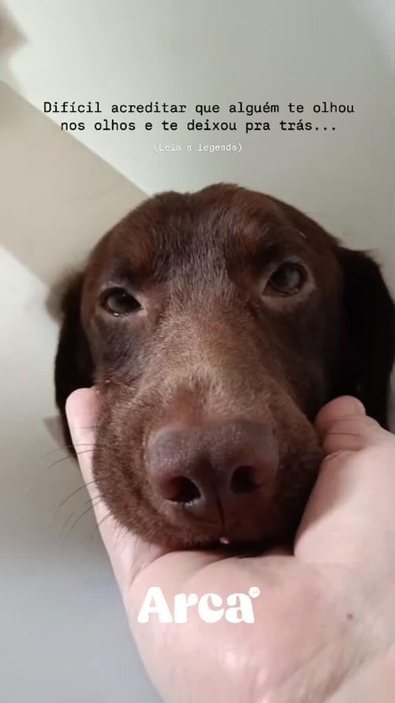 Chocolate, cachorro de porte médio para adoção em Vitória da Conquista - BA