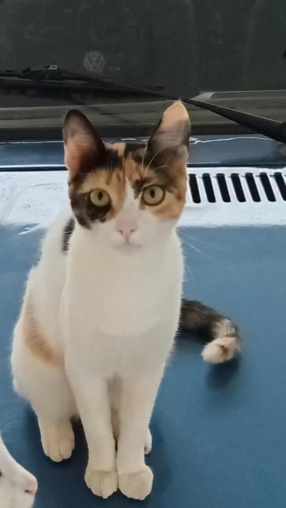 Mei, gata de porte pequeno para adoção em Vitória da Conquista - BA