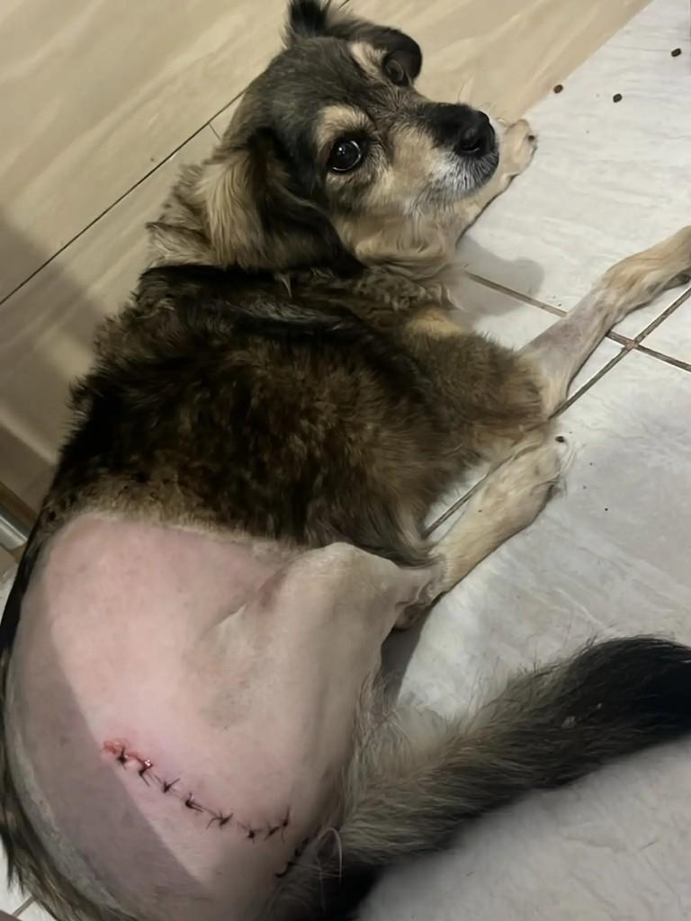 Tilica, cadela de porte médio para adoção em Bela Vista - MS