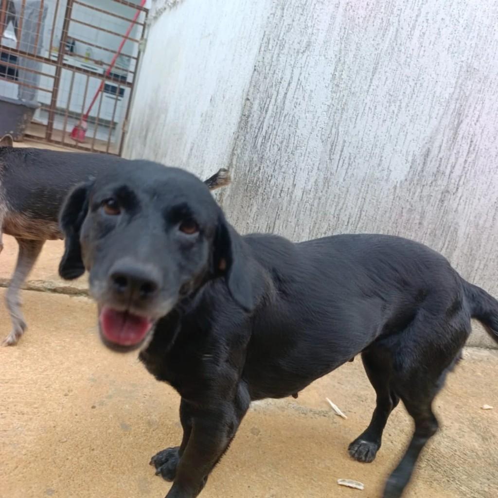 Cachorra, cadela de porte médio para adoção em Rolim de Moura - RO