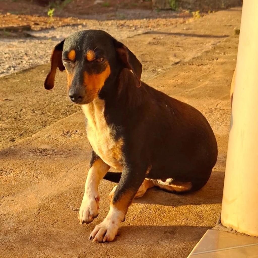 Zoe, cadela de porte pequeno para adoção em Rolim de Moura - RO