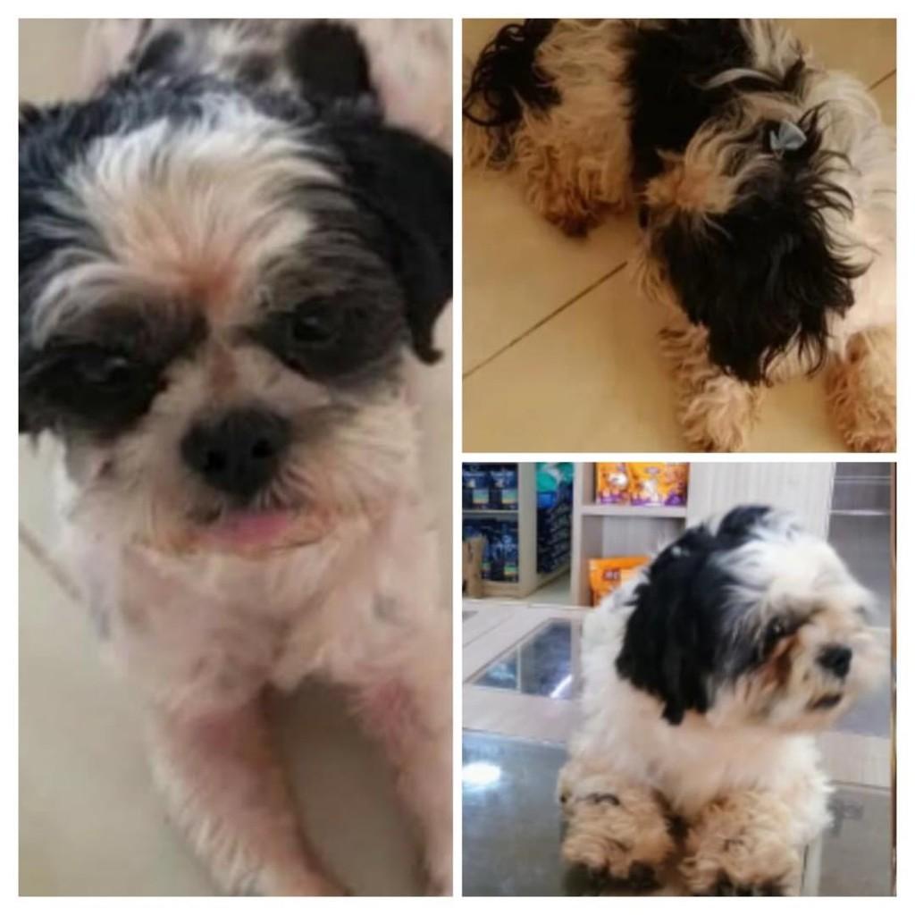 Luke, cachorro de porte pequeno para adoção em Rolim de Moura - RO